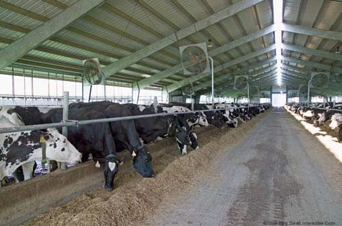 Cows in dairy barn structure