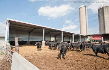 a lean-to steel frame building used to shelter cattle
