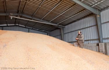 Interior view of man standing in large pile of grain displaying large size a steel building can store