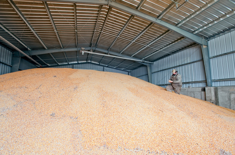 Grain stored in a steel barn